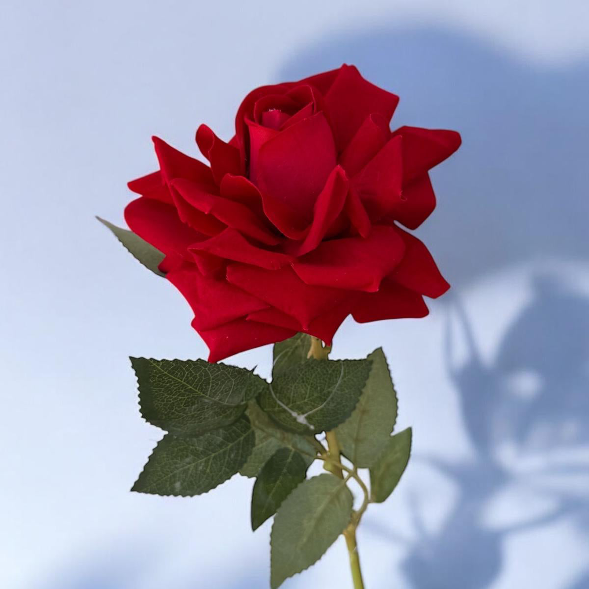 Single Valentine Rose