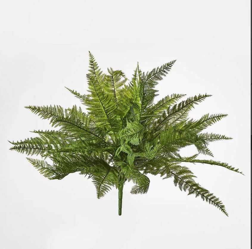 Leather Fern Bush W/34 Leaves