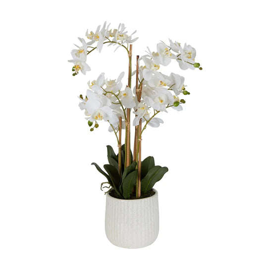 Orchid In Ceramic Pot Real Touch 71cm White O258W