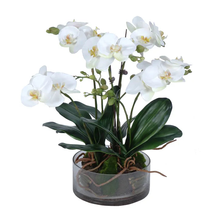 Phalaenopsis Orchid In Glass Pot Large White O267WH