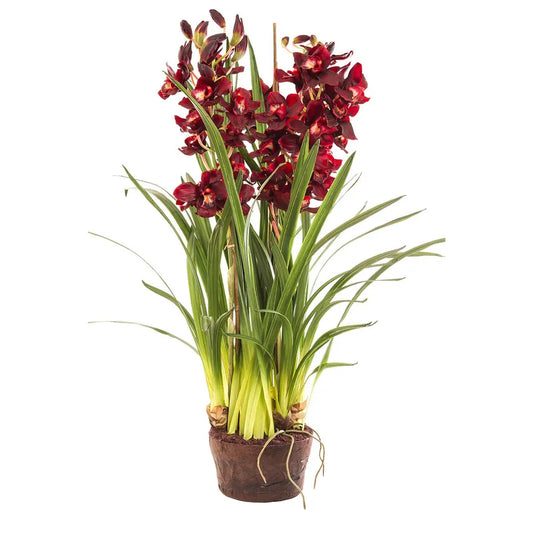 Cymbidium Giant Paper Pot