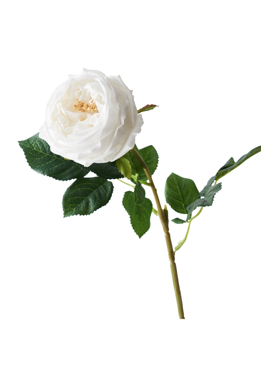 David Austin Rose real touch