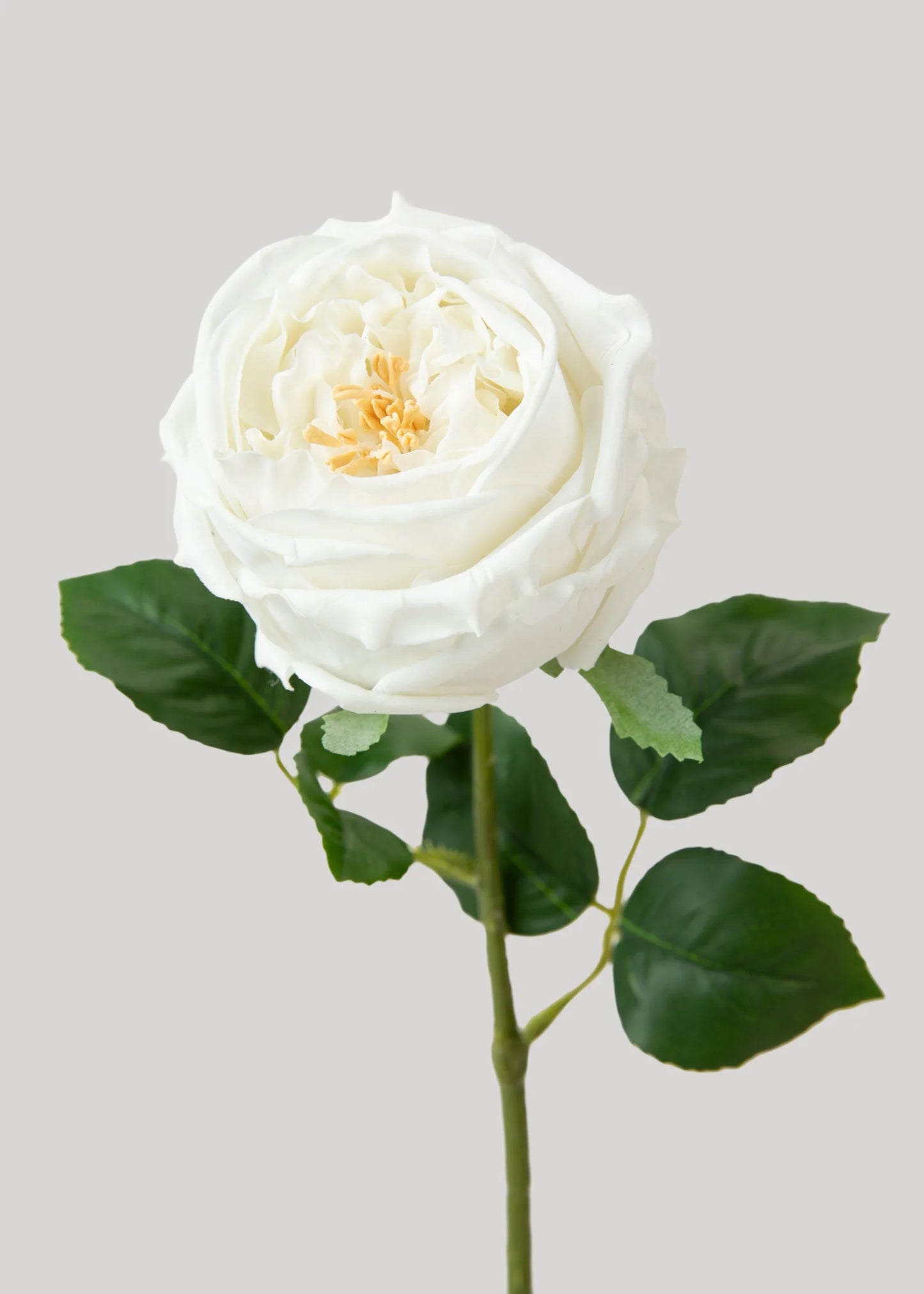 David Austin Rose real touch