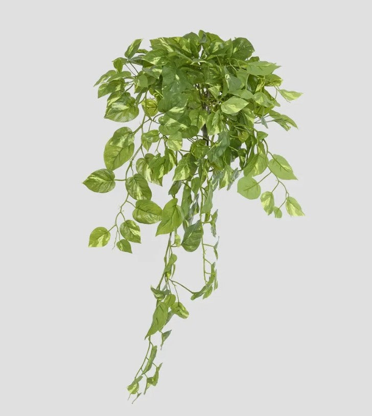 Hanging Green Pothos Bush x 10 232 Leaves JMCS2683GR
