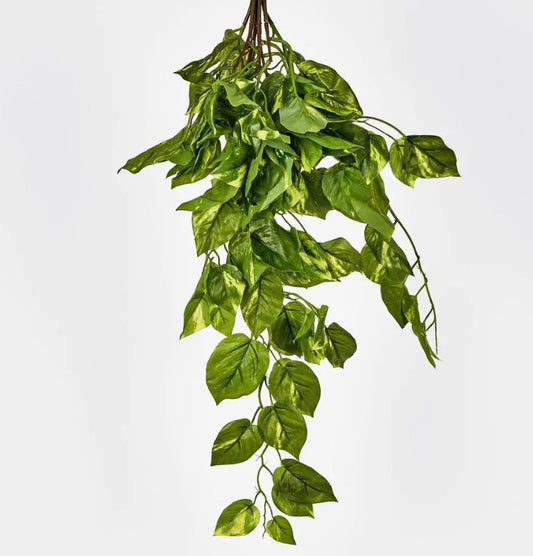 Hanging Pothos Plant JMCS2728GR