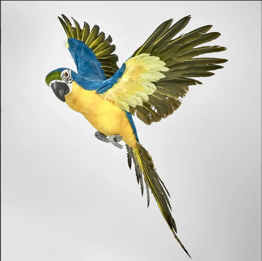 Amazonian Parrot Yellow